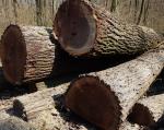 Walnut Saw logs |  Hardwood | Logs | Adam