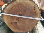 Walnut Saw logs |  Hardwood | Logs | Adam