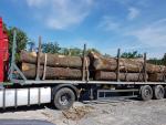 Oak Saw logs |  Hardwood | Logs | 19th-Wood s.r.o.