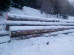 Spruce Saw logs |  Softwood | Logs | Peter Haladej 