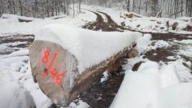 Maple Saw logs |  Hardwood | Logs | Gazdovské lesy-Vyšná Rybnica poz. spol.