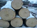 Spruce Saw logs |  Softwood | Logs | Raleks